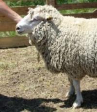 Продуктивная мясо-шерстная овца – Прекос