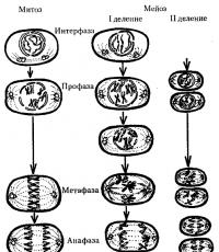 Razmnoževanje organizmov.  Splošne značilnosti.  Kaj je razmnoževanje v biologiji?  Definicija in primeri razmnoževanja v naravi Kaj je gnezditvena sezona v definiciji biologije